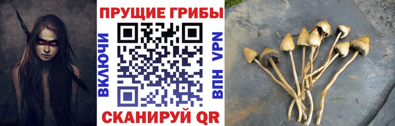 где продают   Северодвинск  Галлюциногенные грибы прущие грибы 
